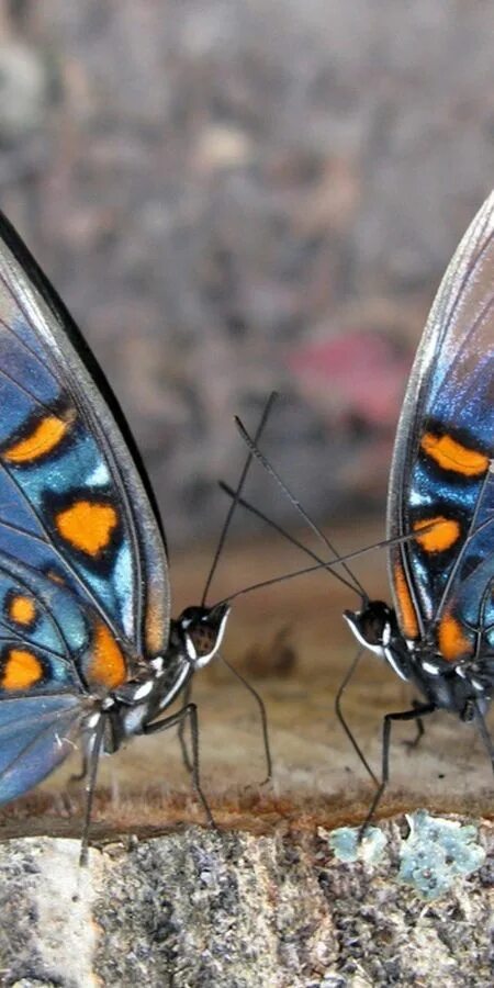 Бабочки картинки красивые. Две бабочки. Papilio memnon. Бирюзовые бабочки. Papilio machaon.