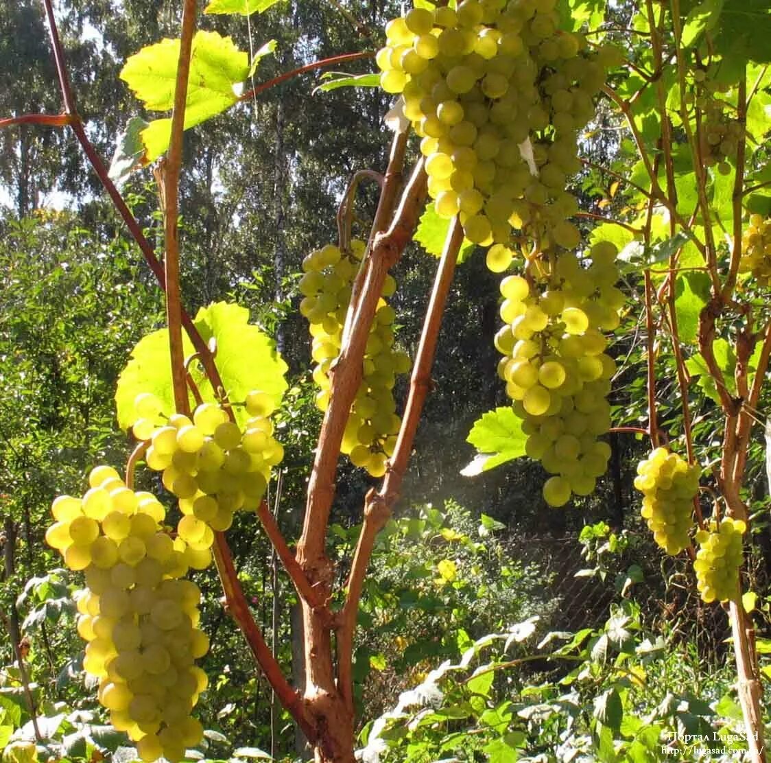 Crystal grape