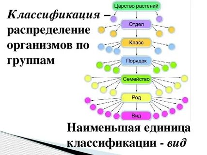 Систематические определения биология
