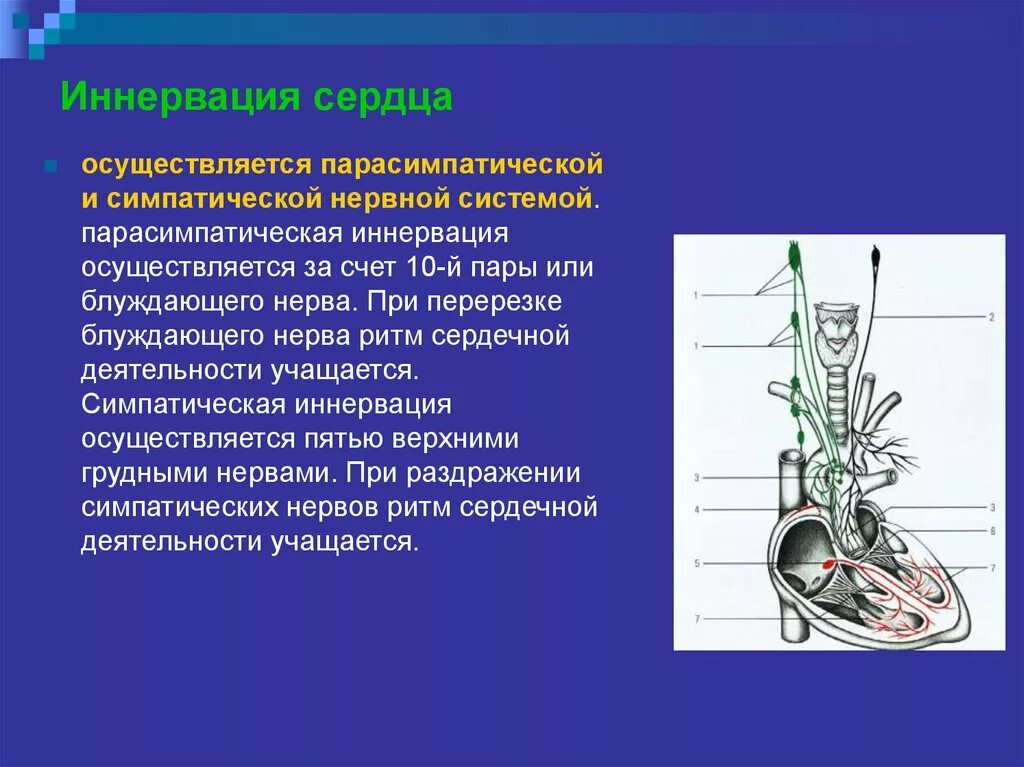 Вегетативная иннервация сердца. Вегетативная иннервация сердца физиология. Блуждающий нерв иннервация сердца схема. Блуждающий нерв парасимпатическая иннервация.