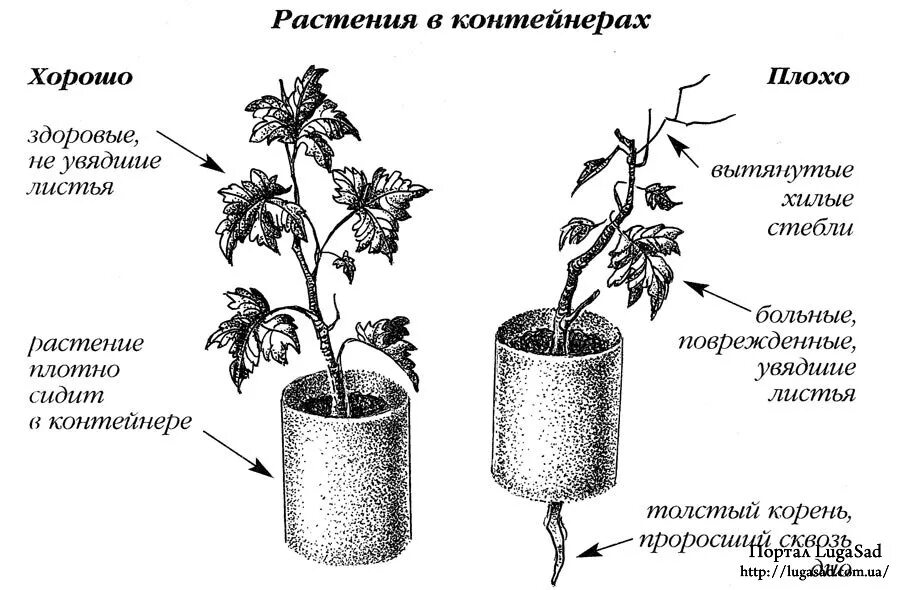 Схема рассады томатов