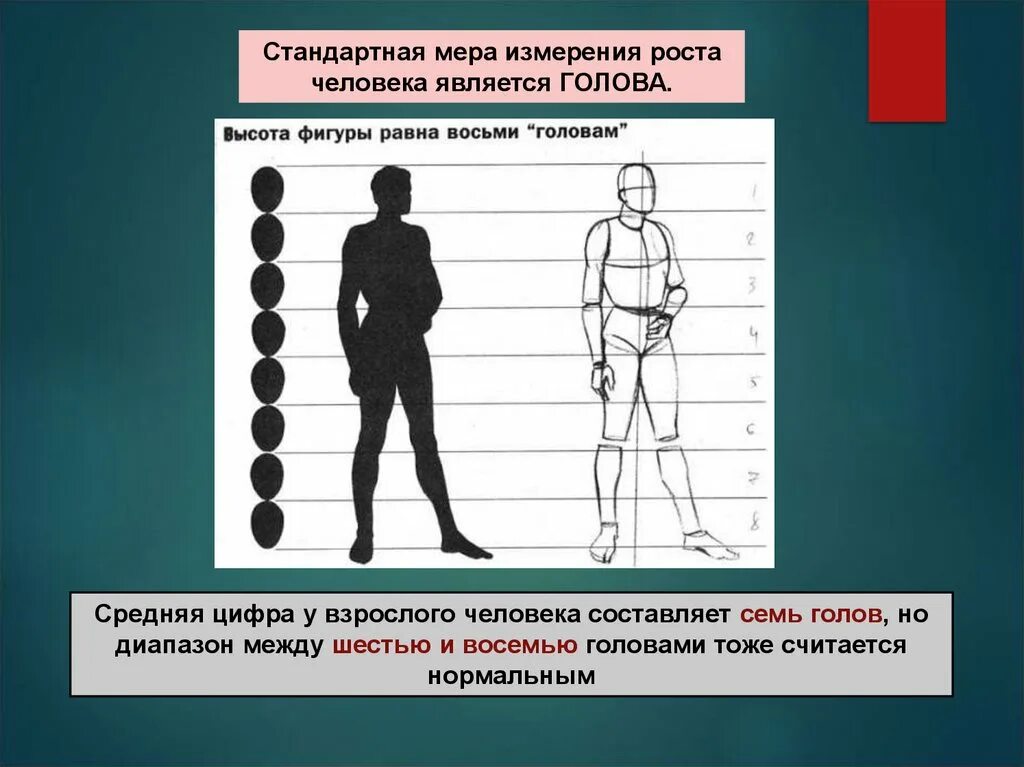 Длина у взрослого человека составляет. Пропорции человека 10 голов. Длина у взрослого человека составляет. Пропорции человеческого тела. Соотношение длины частей тела человека.
