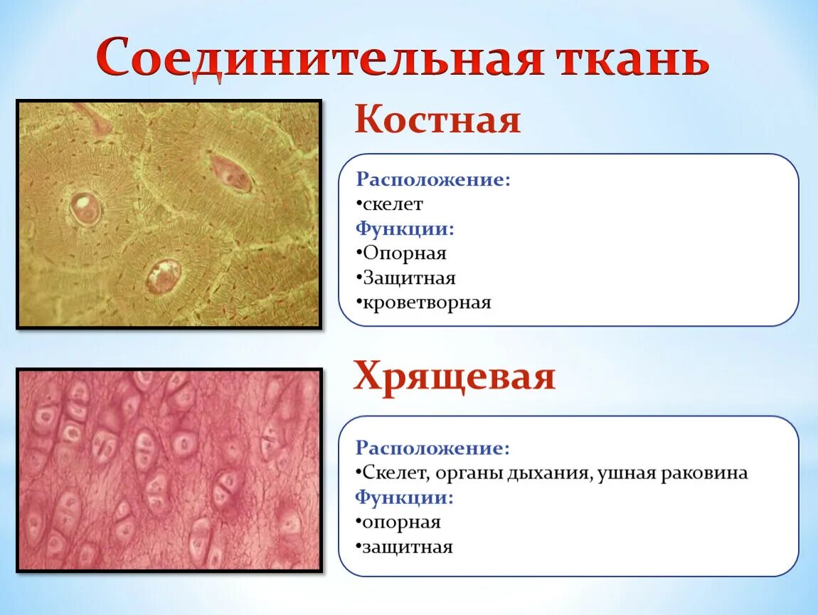 Соединительная ткань строение ткани. Расположение соединительных тканей тканей. Местоположение костной соединительной ткани. Скелетная костная соединительная ткань. Местоположение клетки