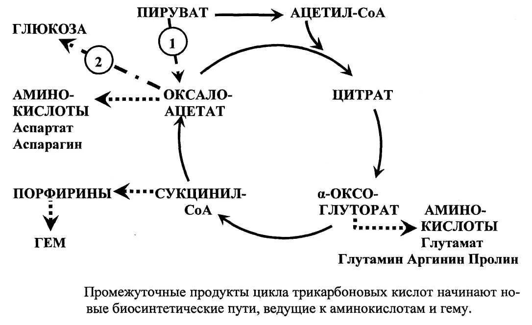 Анаболические реакции цикла Кребса. Анаплеротические реакции цикла Кребса. Цикл Кребса ЦТК. Анаболические функции цикла трикарбоновых кислот. Цитратный цикл