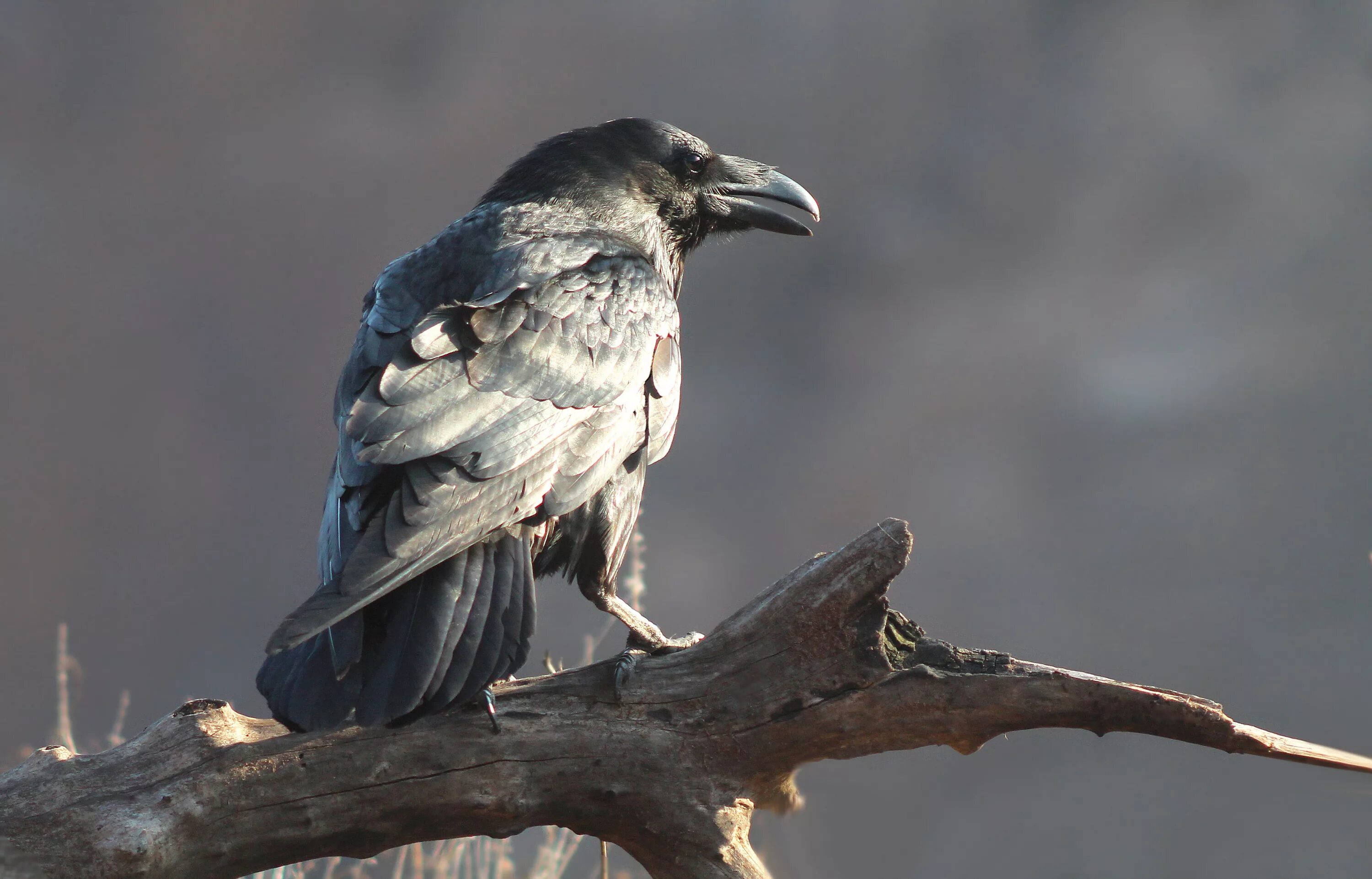 Как живут вороны. Ворон Corvus Corax. Черный ворон Corvus Corax. Корвус Коракс ворон черный. Корвус Коракс птица.