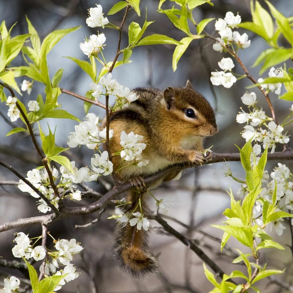 Животные весной. Весеннее Пробуждение природы. Природа с животными. Природа просыпается весной. Пробуждение животных