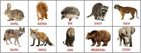 Кто тяжелее мишка или белочка