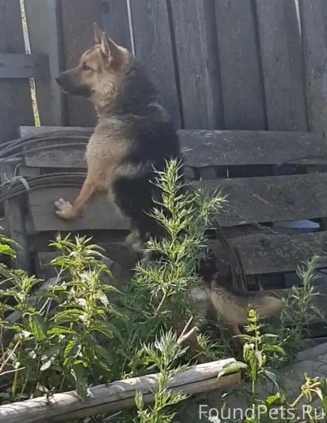 Мой друг наша собака которую зовут тайга. Мой друг наша собака которую зовут тайга