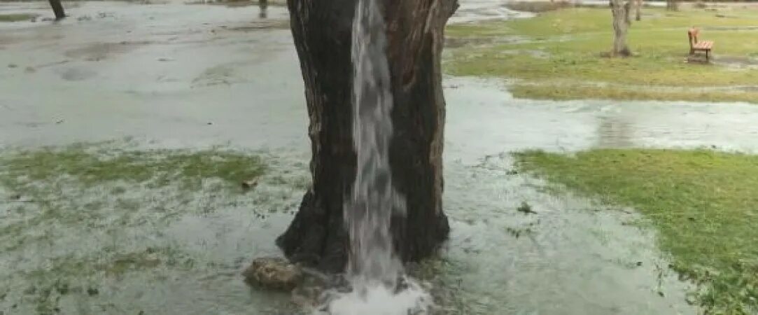 Писает на дерево. Писает под деревом. Дерево из воды. Пушкинский дуб на тверском бульваре москва. Писающее дерево.