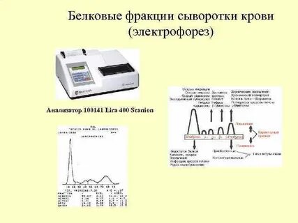Белковые фракции это