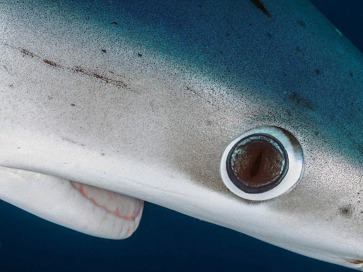 Акулий глаз. Глаза акулы. Глаза акулы. Черноносая акула. Черноносая акула.
