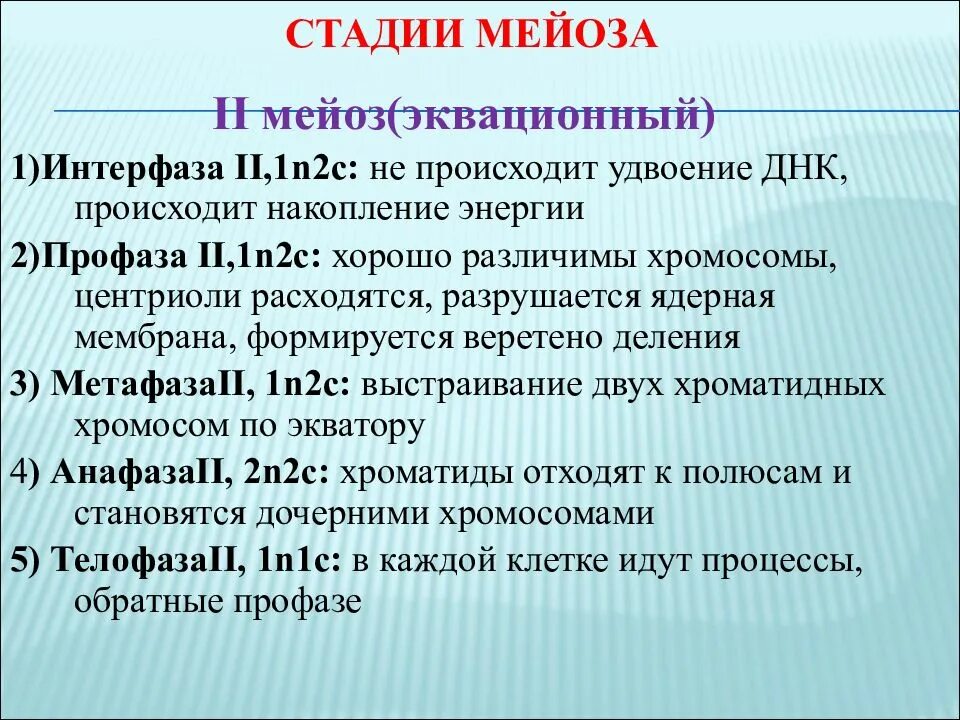 Интерфаза мейоза. Фазы мейоза интерфаза. Мейоз две фазы интерфаза 1. Мейоз 1 фаза интерфаза фазы.