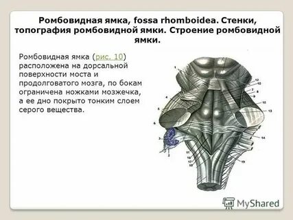Ромбовидная ямка
