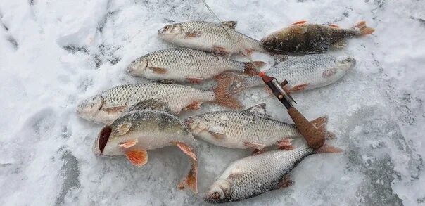 Рыбалка в орловской области в контакте. Зимняя рыбалка в Орловской области. Зимняя рыбалка в Ливнах. Отчеты о рыбалке Орловская область зима. Плотва на Яузе 2021.