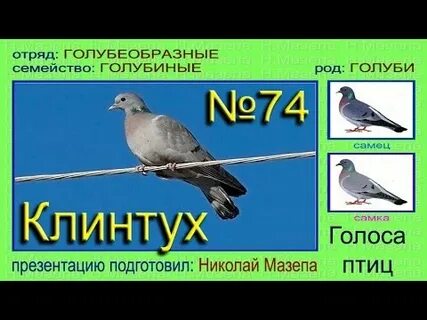 Голос голубя