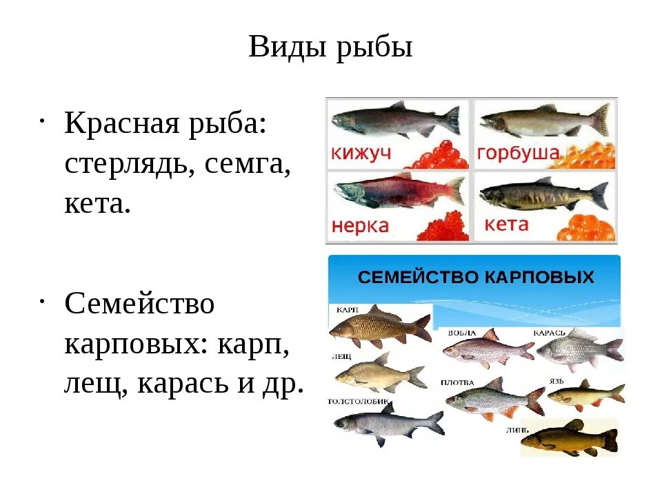 Виды рыб. Виды рыбы 6 класс. Виды рыбы технология. Красная рыба виды. Рыбу можно любую