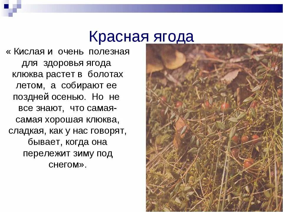 Кислая и полезная ягода растет в болотах