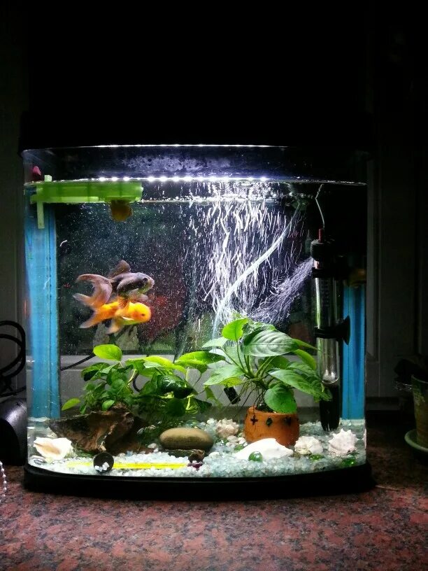 Кого можно завести в аквариуме 10 литров кроме рыбы. Аквариум 150 литров надо компрессор. Фильтр для аквариума для гурами. Надо ли выключать фильтр в аквариуме на ночь. Надо ли выключать фильтр в аквариуме на ночь у рыбок.