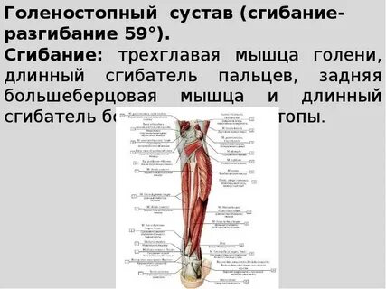 Трехглавая мышца голени латынь