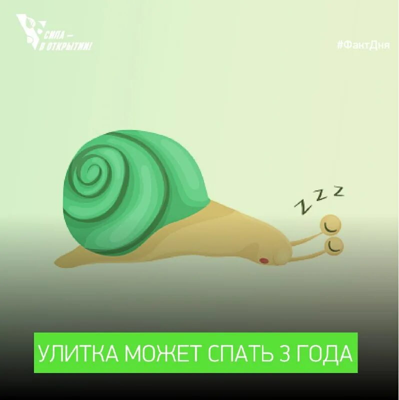 улитка ахатина спит. может ли улитка спать 3 дня. сонная улитка. может ли улитка спать 3 дня. медлить.