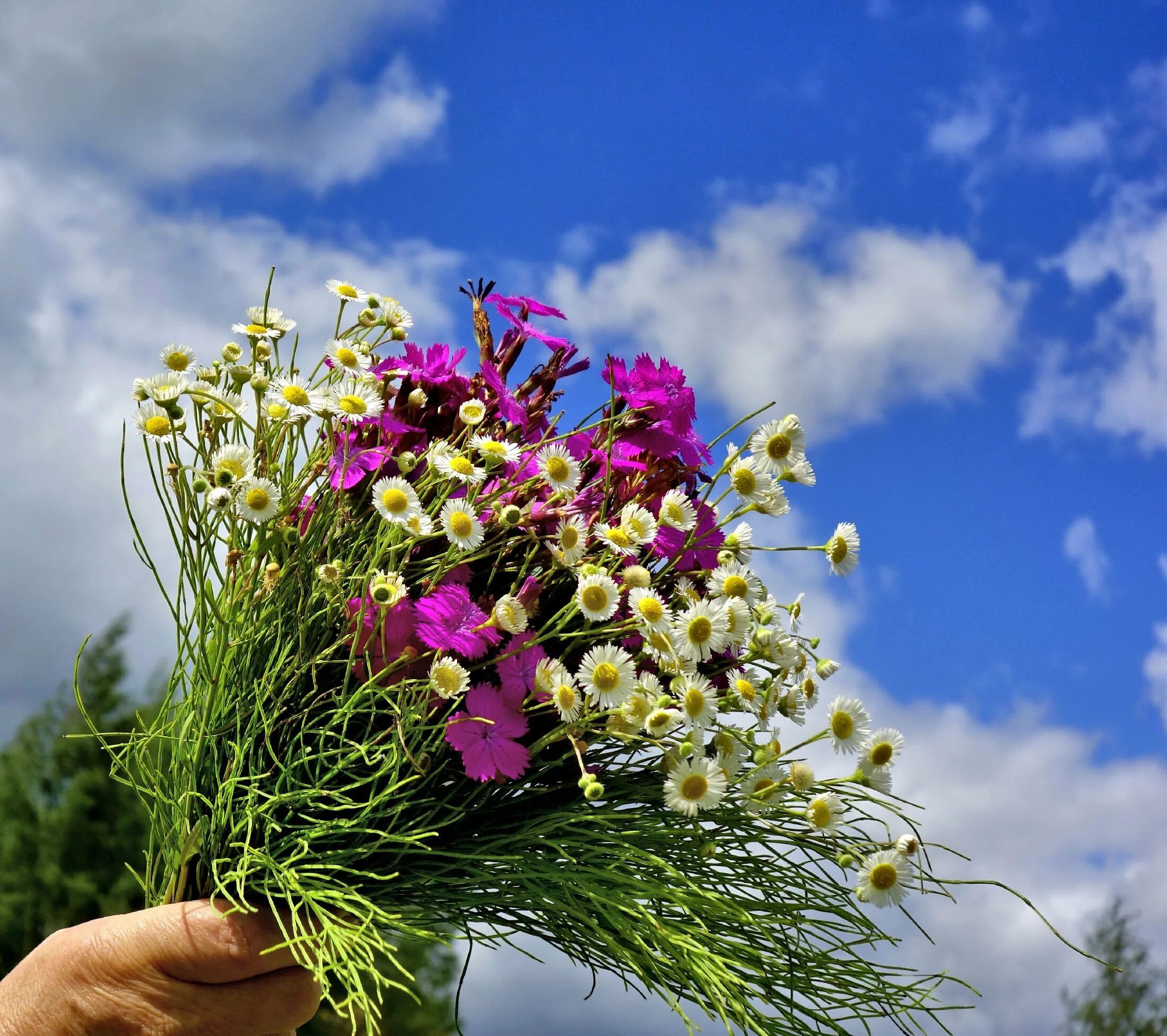 Эустома и ранункулюс в букете. Гиперикум белый в букете. Букет в протянутой руке. Букет цветов. Букет "изысканный".