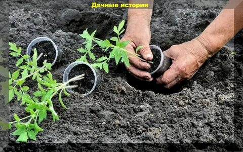 Высадка рассады помидоров в грунт как правильно