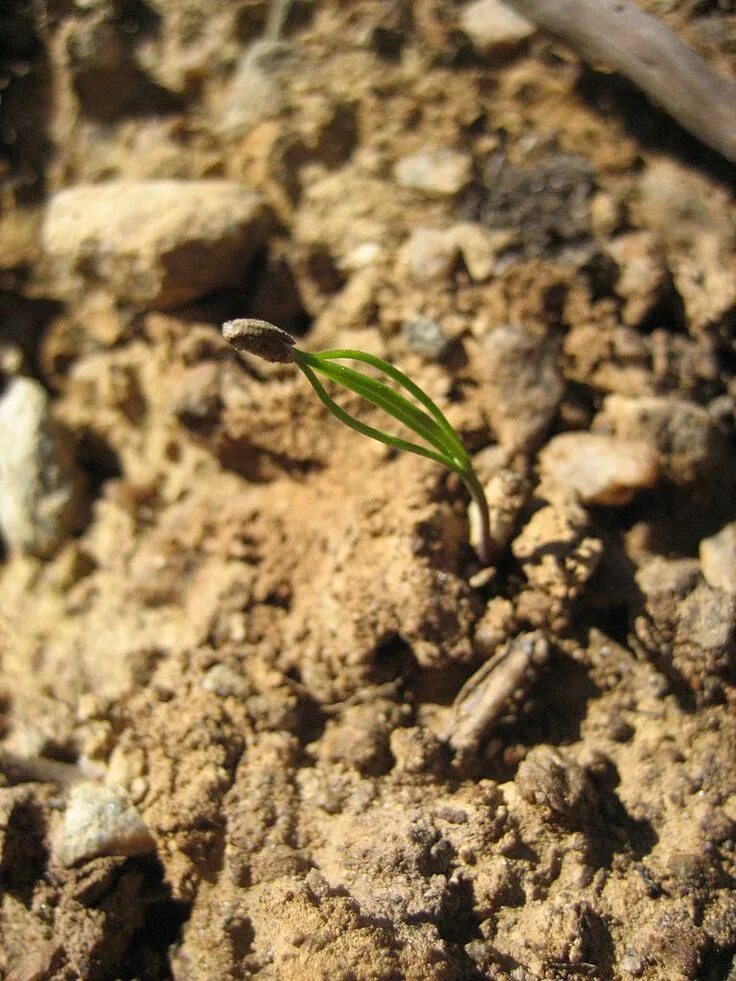 Seed 0