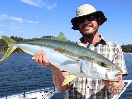 King fish fishing