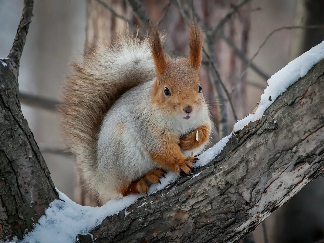 Брёлка. У белки рыжая шубка картинки. Сочинский дендрарий белки. Бельчонок животное белка. Белка в лесу.