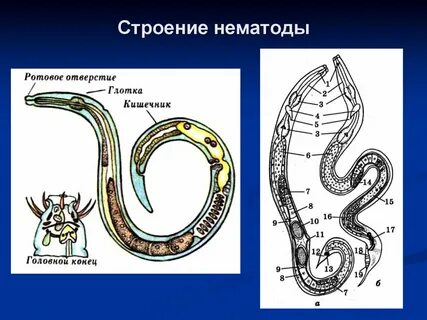 Круглые черви животные особенности пищеварительной системы