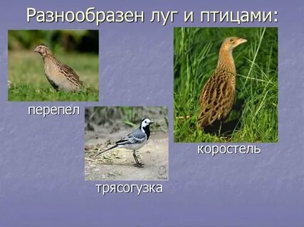 Какая птица живет не на лугу
