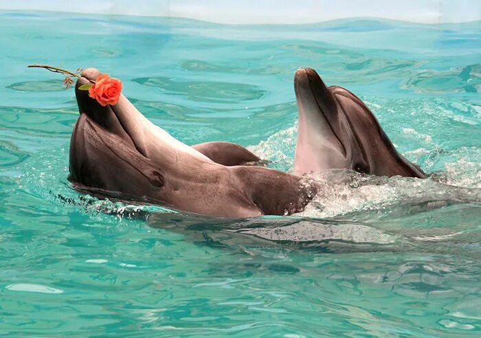 Люди дельфины песня. Доброе утро дельфины. Стихи про дельфинов. Доброе утро с дельфинами. Дельфин картинка.