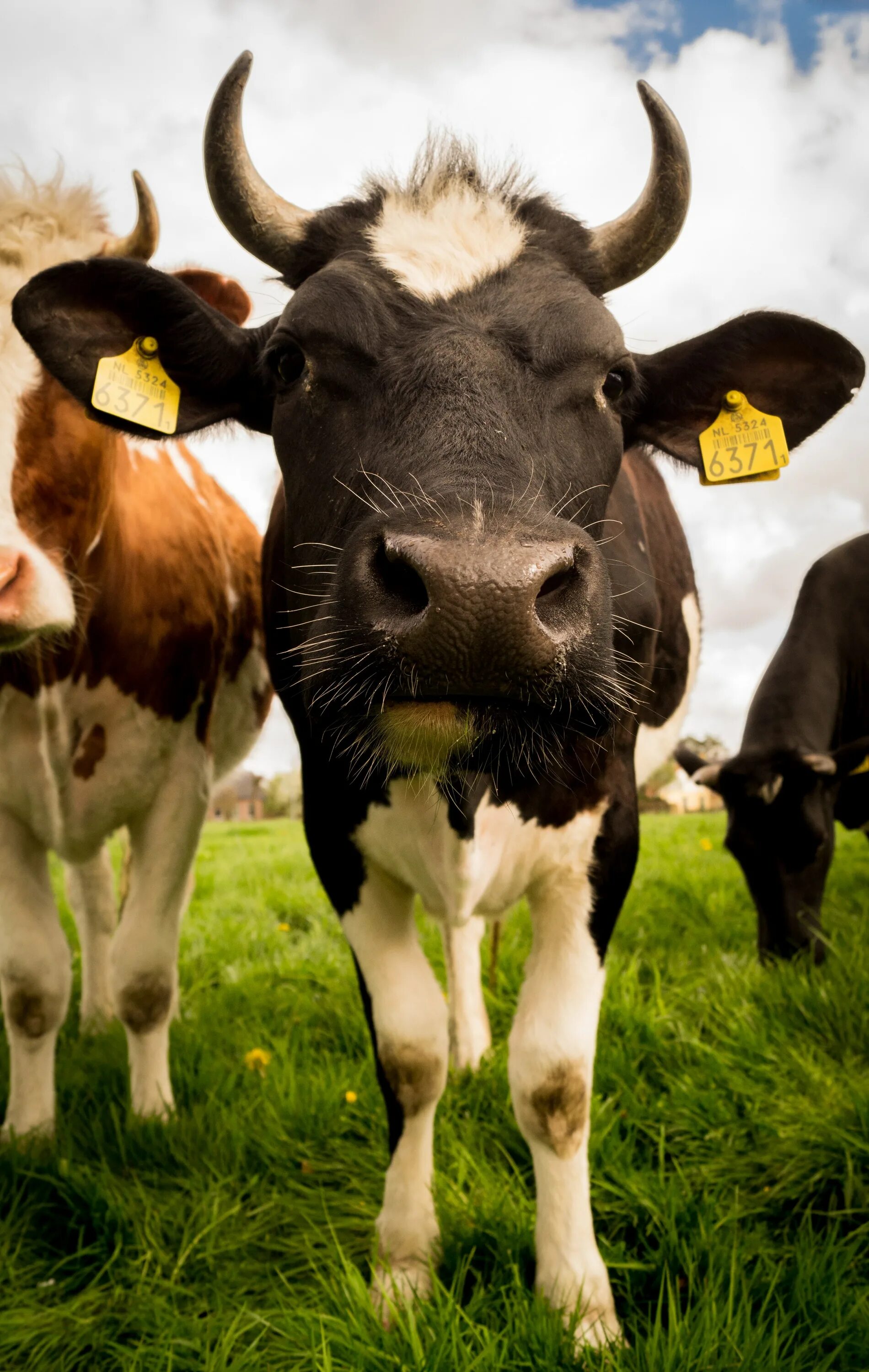 Животные с телками. Корова. Сельскохозяйственные животные. Домашние животные корова. Домашняя корова.