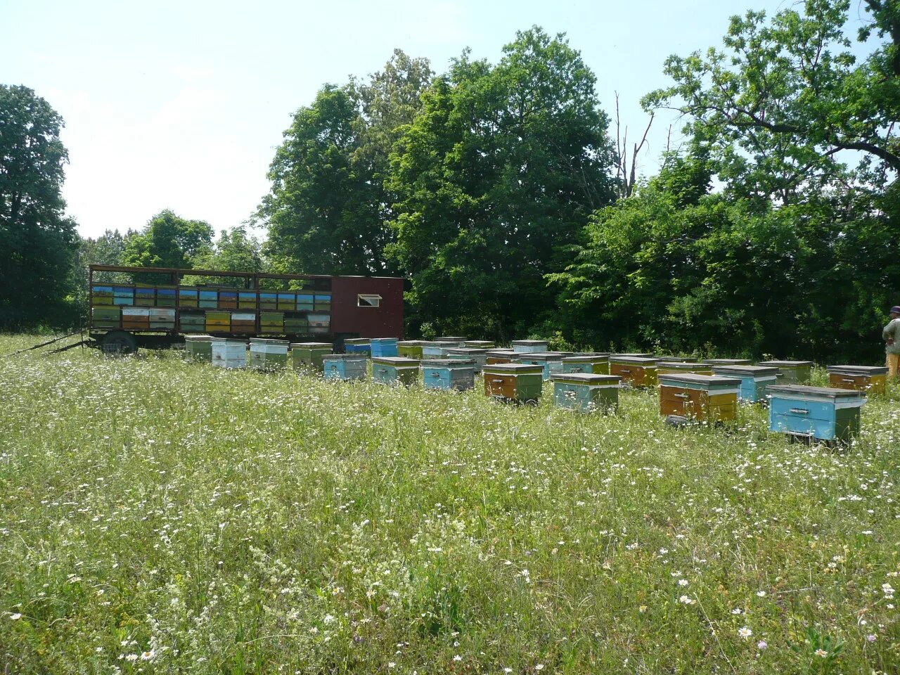 Пасека дмитриевых. База отдыха пасека. Башкирские пасеки уфа. Ники связанные с ульем ютуб. Пасека дмитриевых.