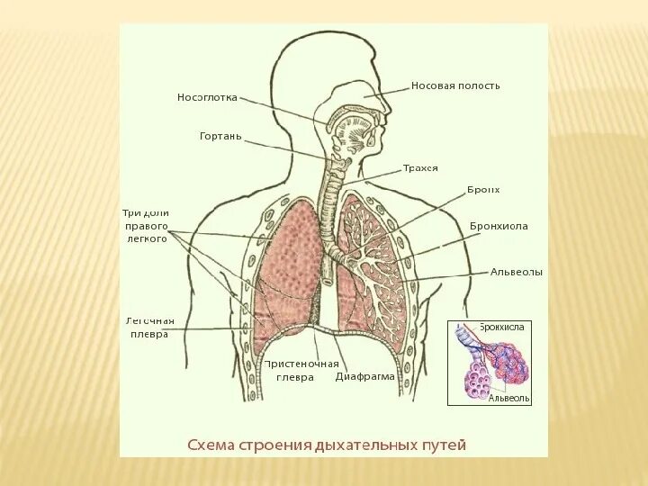 Картинки ОСНОВЫ ДЫХАТЕЛЬНОЙ СИСТЕМЫ