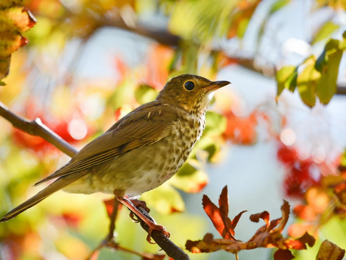 Autumn birds. Птица Дрозд рябинник. Дрозд рябинник ареал. Золотистый Дрозд. Дрозд певчий птица.