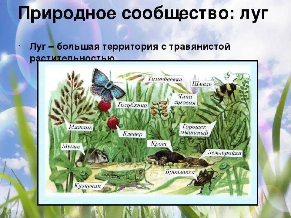 Природные условия сообщества луг. Природное сообщество луг. природное сообщество окружающий мир. сообщество луг животные и растения. природное сообщество про лук.