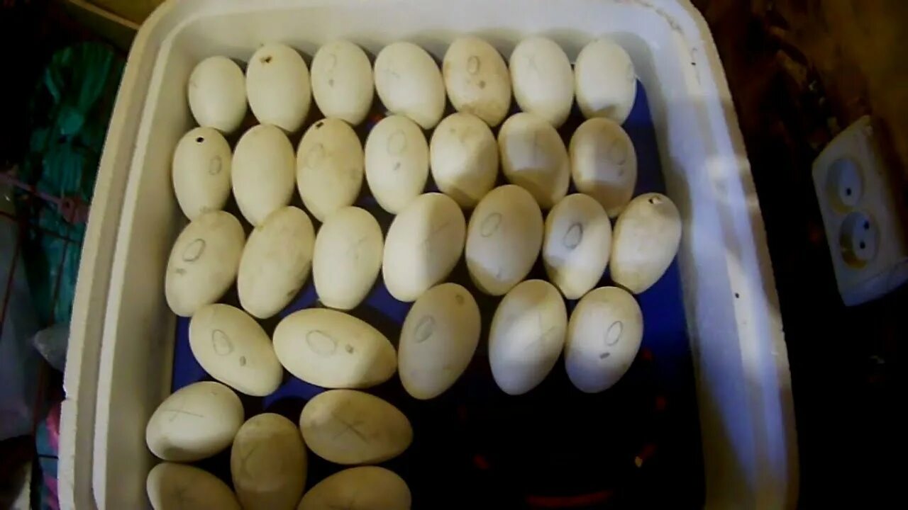 Гусиные яйца для инкубации купить. Гусиные яйца в инкубаторе. Инкубация гусиных яиц в Несушке. Инкубация гусиные гусиные яйца. Овоскопирование гусиных яиц.