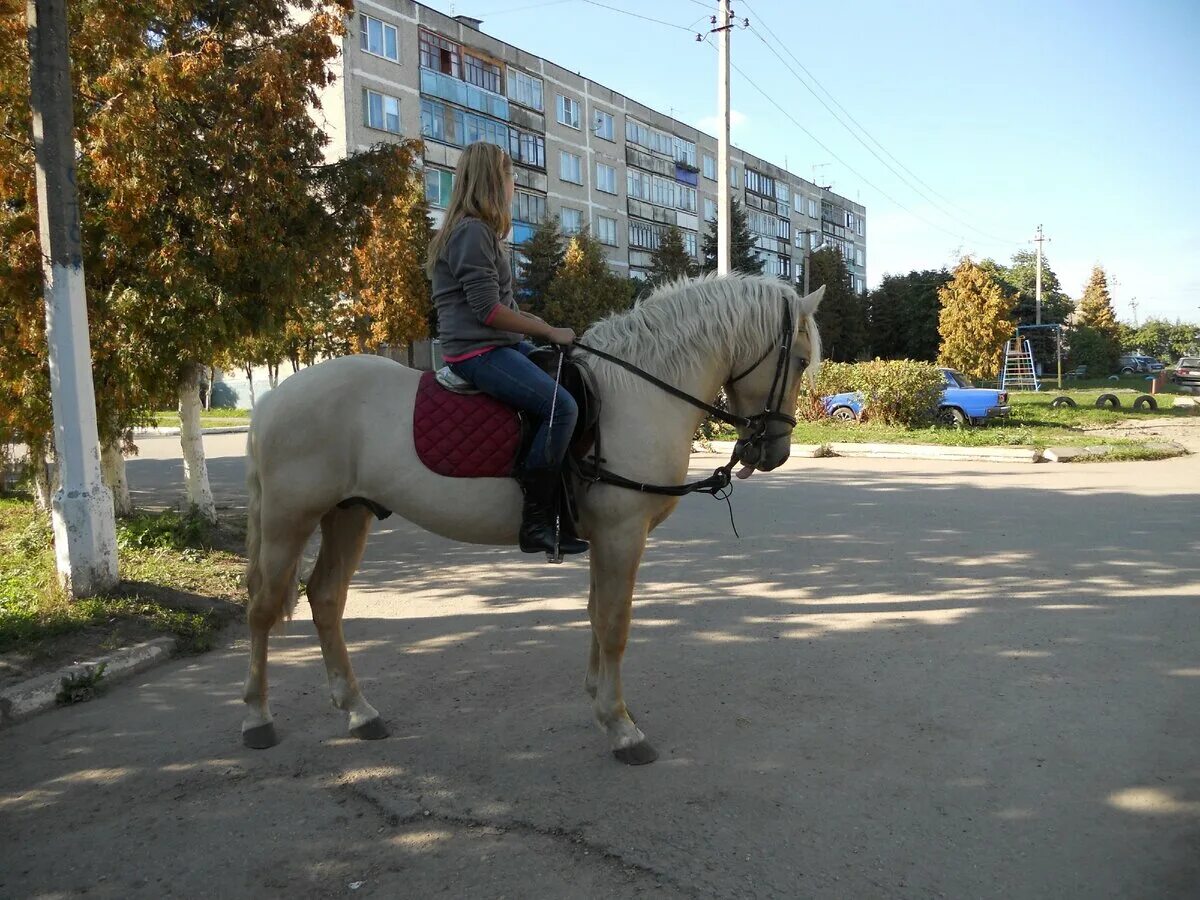 Прокатные лошади. Лошади напрокат. Городские прокатные лошади. Городской конь.