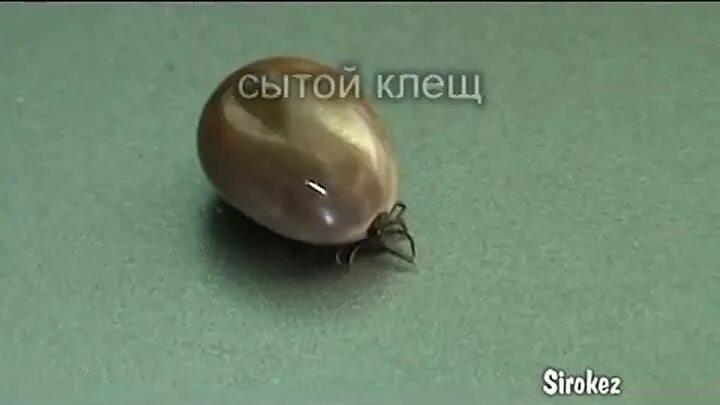Как выглядит клещ напившийся крови Анализ клеща и крови на энцефалит! Как выглядит клещ