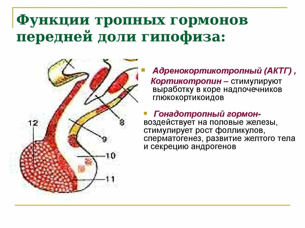 Выполняемые функции гипофиза. Строение гормонов передней доли гипофиза. Тропные гормоны гипофиза функции.