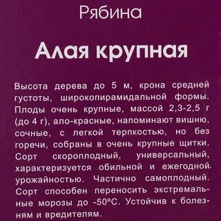 Рябина алая текстом песни