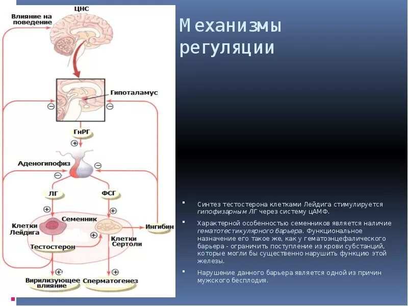 Участвуют в синтезе гормонов. Регуляция секреции тестостерона схема. Регуляция синтеза половых гормонов. Гормональная регуляция секреции тестостерона. Схема регуляции синтеза тестостерона.