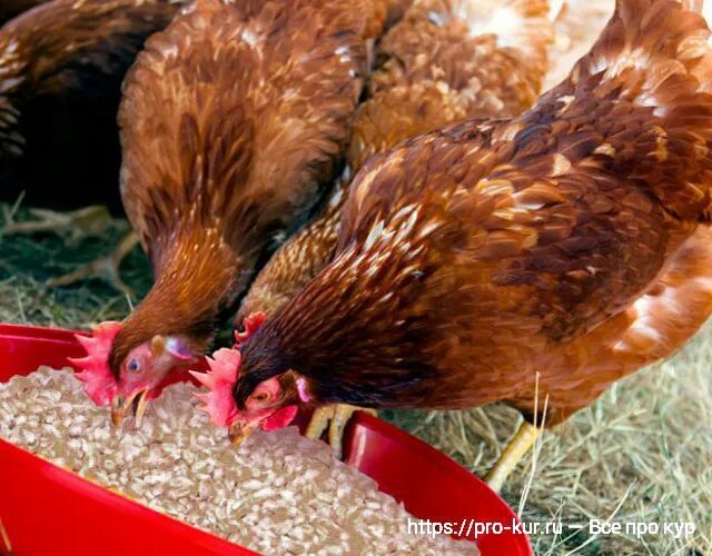 Перловая крупа с курицей. Перловка сырая. Перловая крупа. Зерно для кур. Перловка.