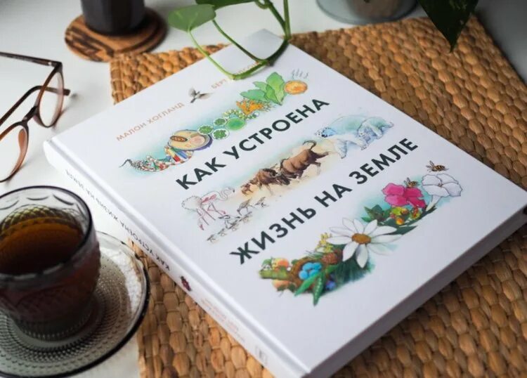 Книга как устроена жизнь. Классные книги. издательство миф. жизнь на земле книга. мифы от и до издательство миф.