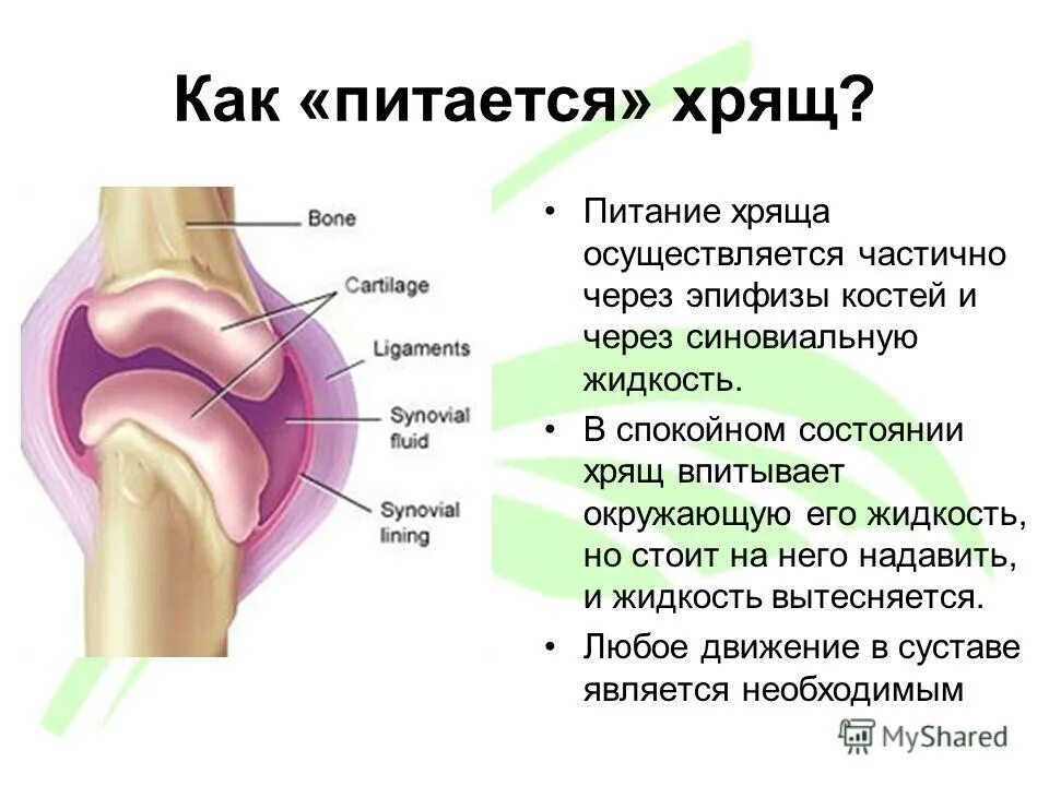 хрящи в пищу. что полезно для суставов и хрящей. трубчатые кости говяжьи. хрящи в пищу. хрящи в пищу.