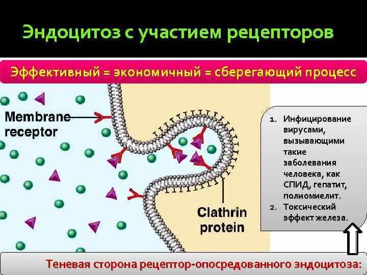 Г эндоцитоз. Эндоцитоз. Рецептор-опосредованный эндоцитоз. Эндоцитоз вируса. Рецепторный эндоцитоз вируса.