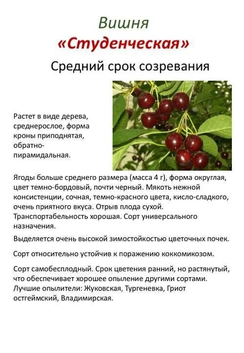 Саженцы вишни Жуковская купить в Москве, растения по цене от 490 руб. в питомник