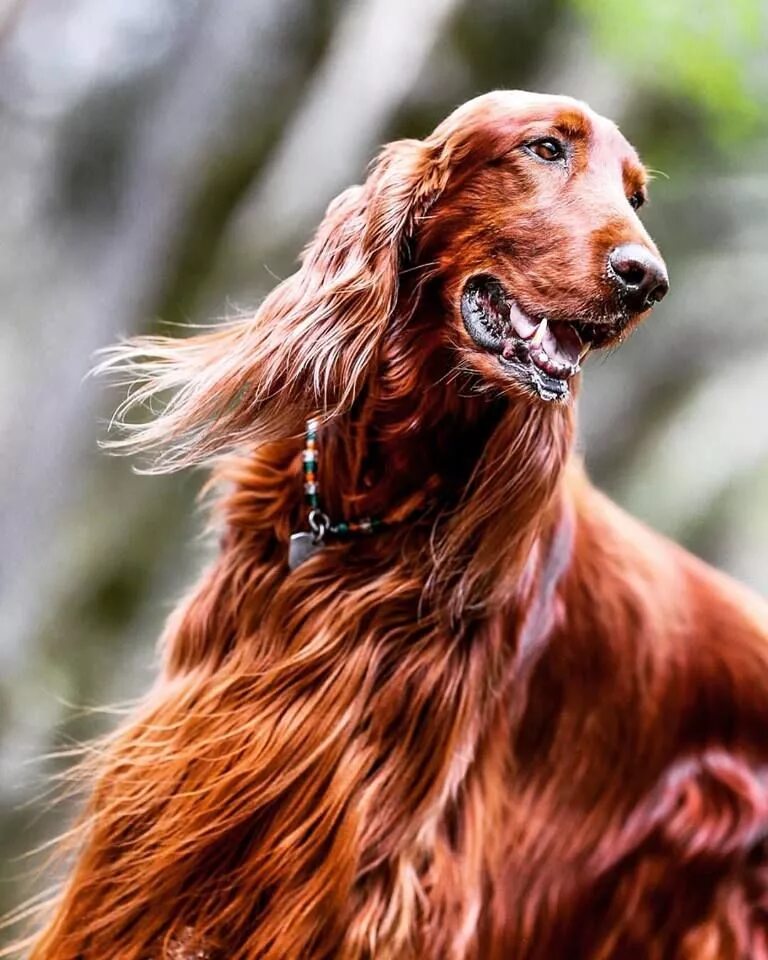 Ирландский сеттер. Английский сеттер собака. Сеттер охотничья собака. Ирландский сеттер щенки. Спаниель короткошерстный.
