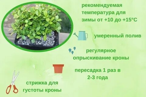 Подкормка для самшита
